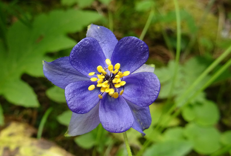 Aquilegia vulgaris no, pi probabilmente A. einseleana (Ranunculaceae)